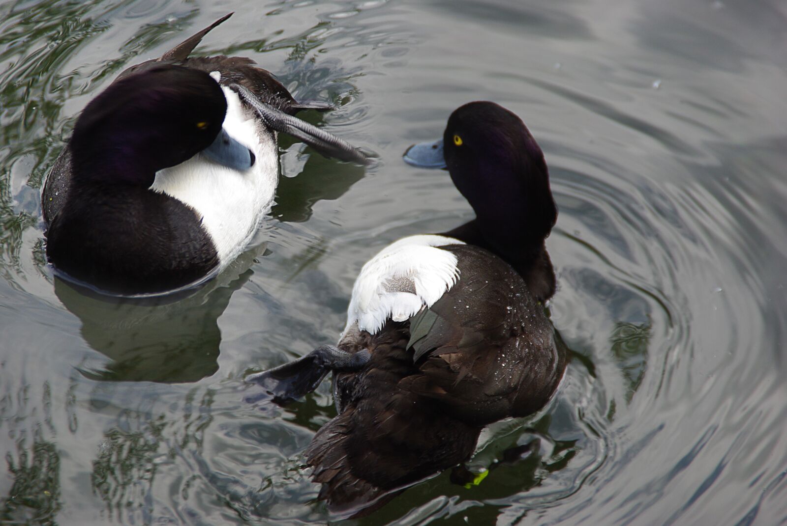 Pentax K200D sample photo. Ducks, water, animal photography