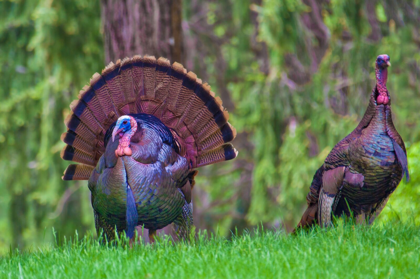 Canon EOS 5D Mark II + Canon EF 28-300mm F3.5-5.6L IS USM sample photo. Turkeys, thanksgiving, wildlife photography