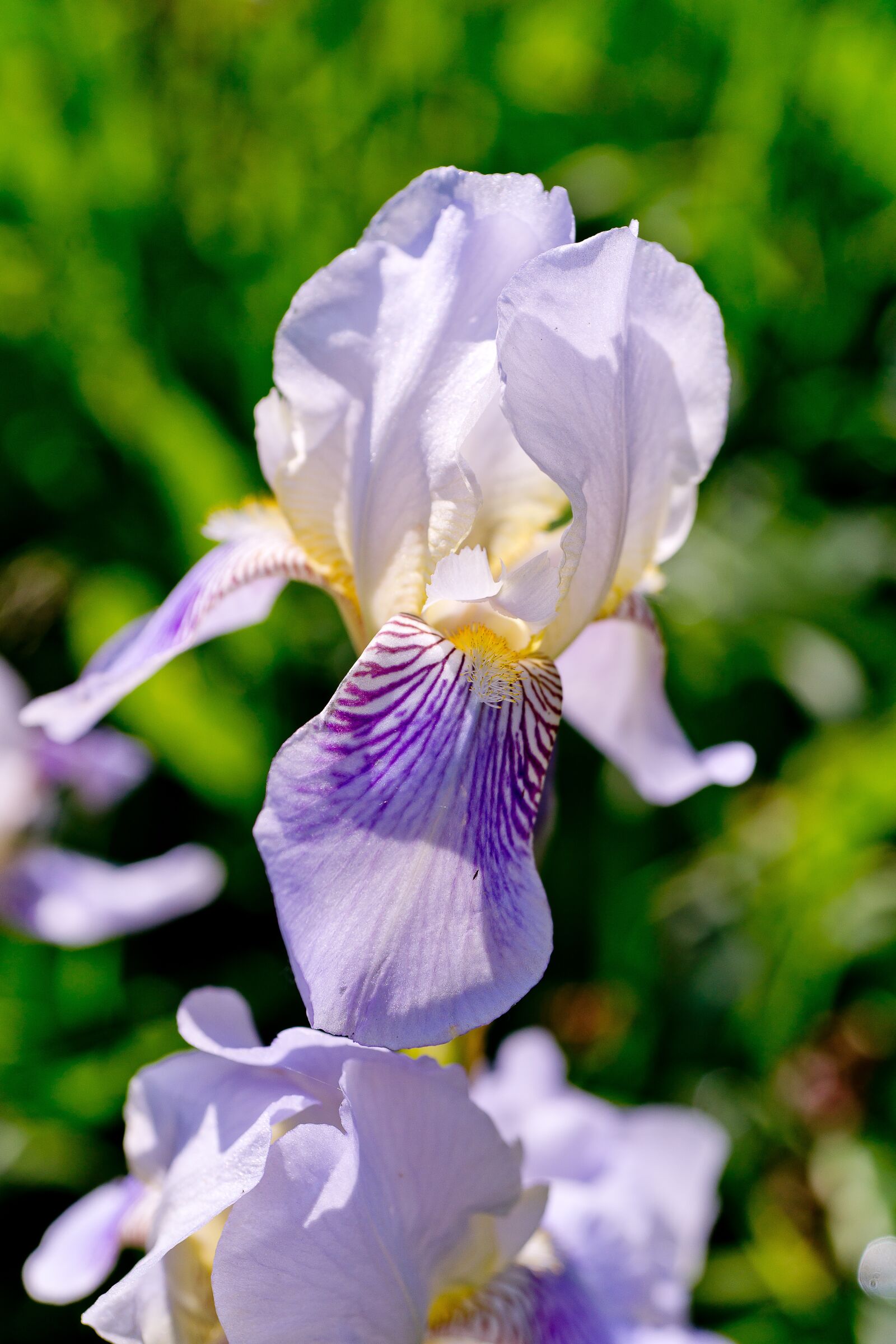 Sony Alpha DSLR-A850 sample photo. Nature, flowers, iris photography