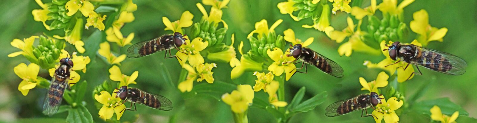 Olympus TG-5 sample photo. Insects, hover flies, flowers photography