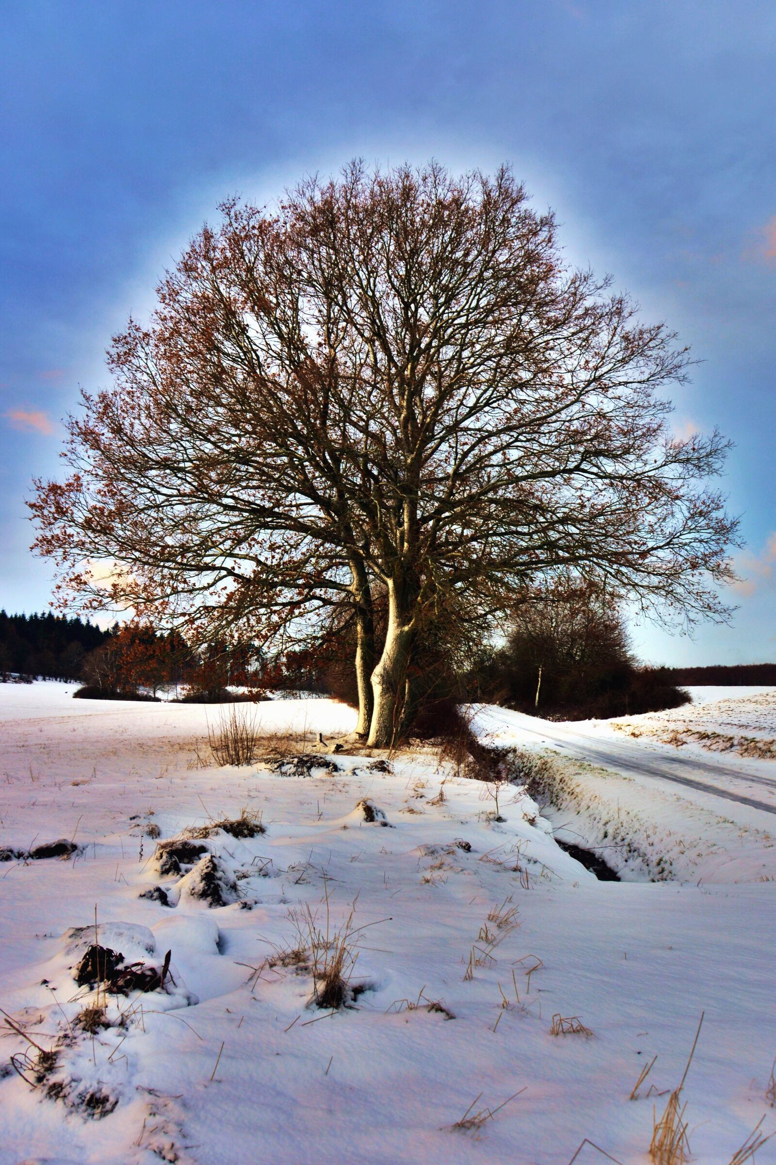 Nikon D5200 sample photo. Snow, winter, tree, cold photography