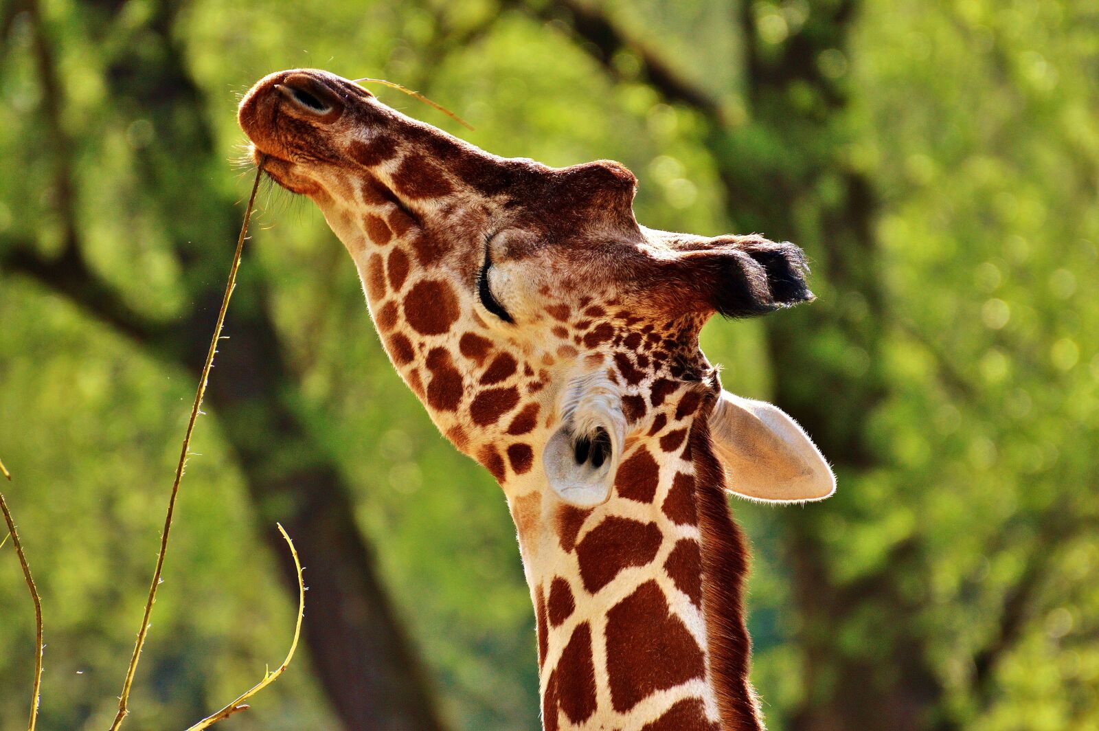 Nikon D3200 sample photo. Giraffe, wild animal, stains photography