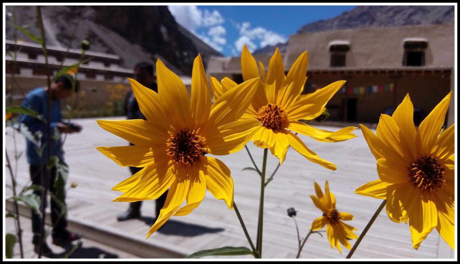 Lenovo P70-A sample photo. Sunflower, flower, tabo photography