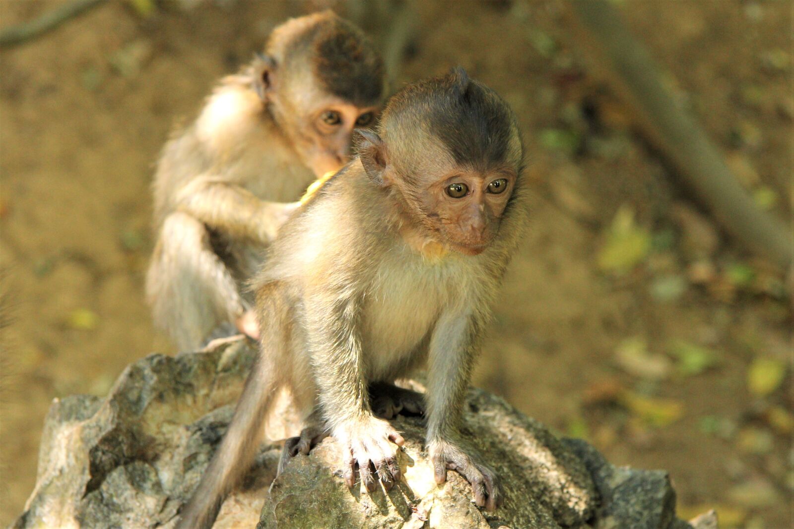 Canon EF-S 17-85mm F4-5.6 IS USM sample photo. Monkey love, monkey, asia photography
