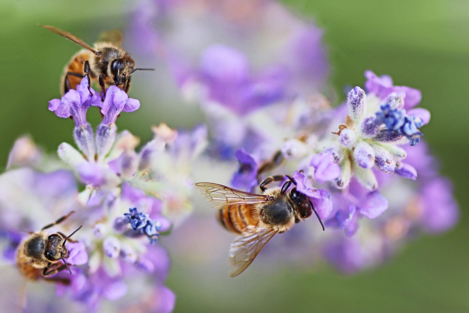 Tamron SP 90mm F2.8 Di VC USD 1:1 Macro sample photo. Bees, insects, pollen photography