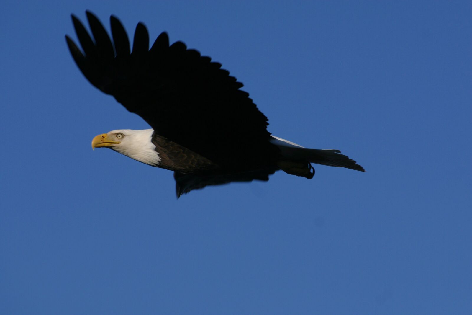Canon EOS D60 sample photo. Eagle, bald eagle, bird photography