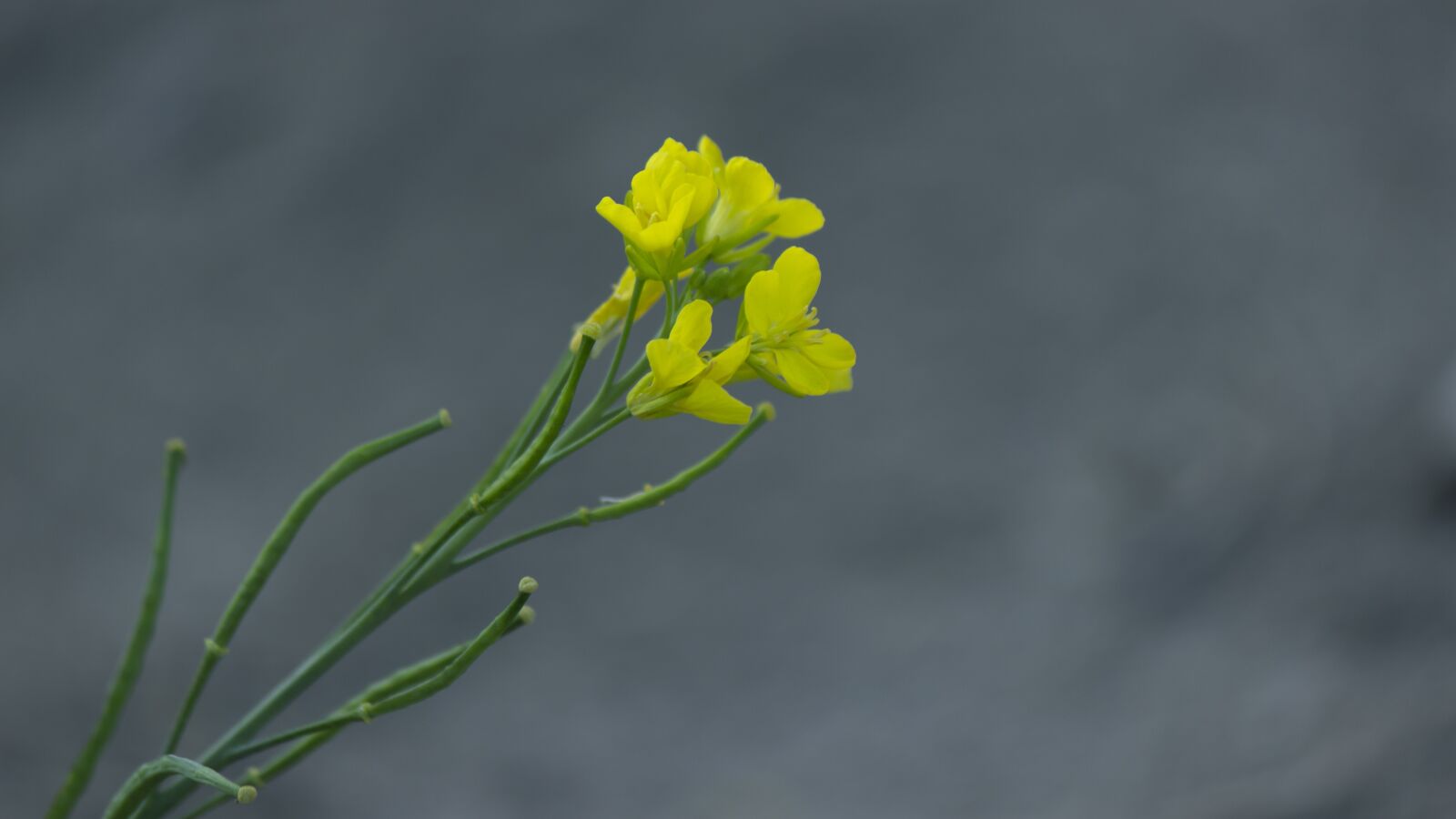 Canon EOS 600D (Rebel EOS T3i / EOS Kiss X5) sample photo. Garden, yellow flower, farming photography