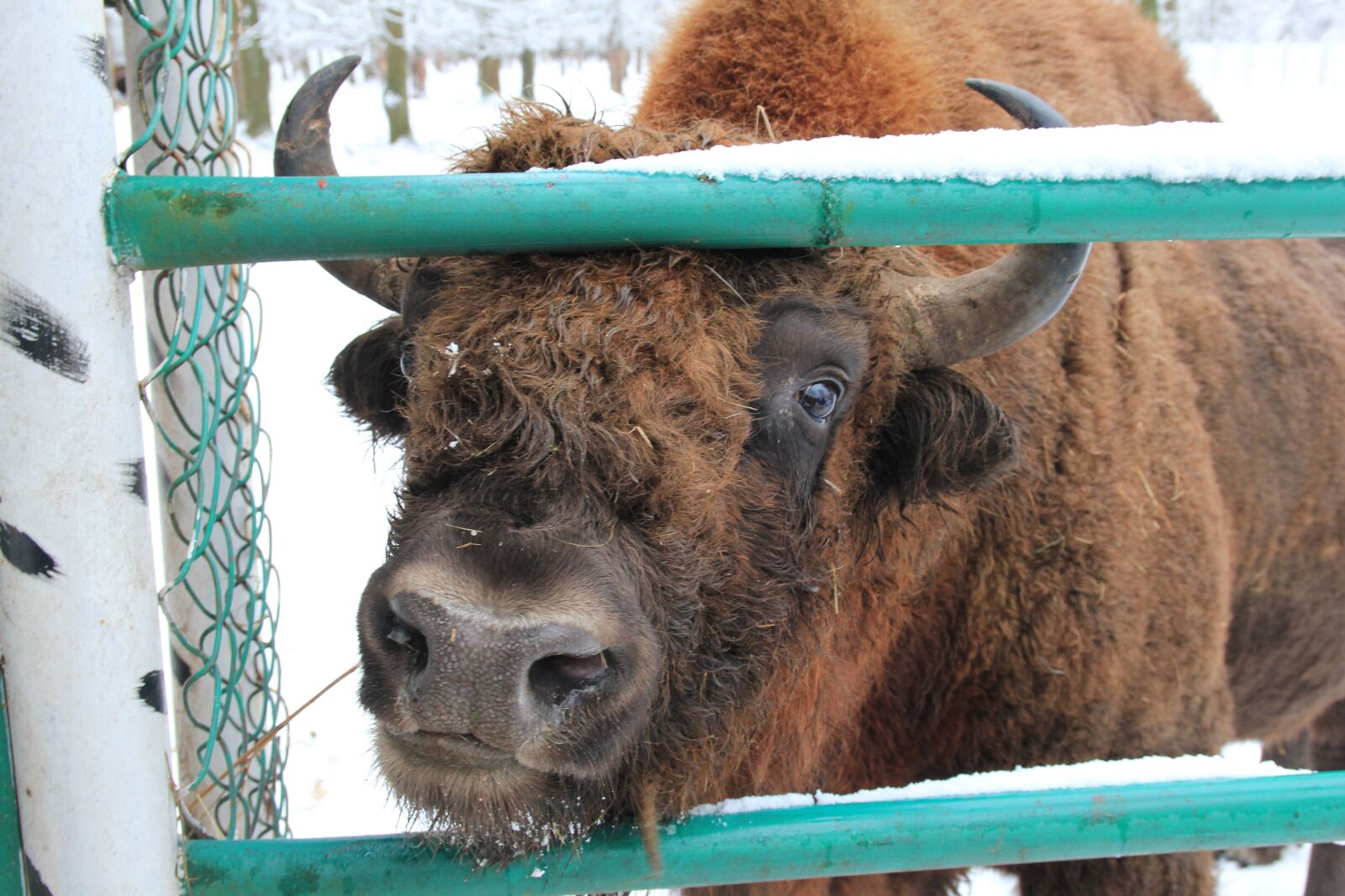 Canon EOS 550D (EOS Rebel T2i / EOS Kiss X4) sample photo. Bison, reserve, animal photography