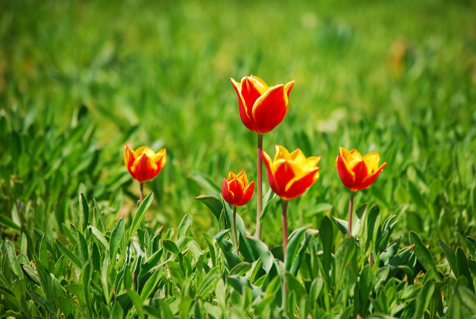 Nikon D60 sample photo. Tulip, flowers, plants photography