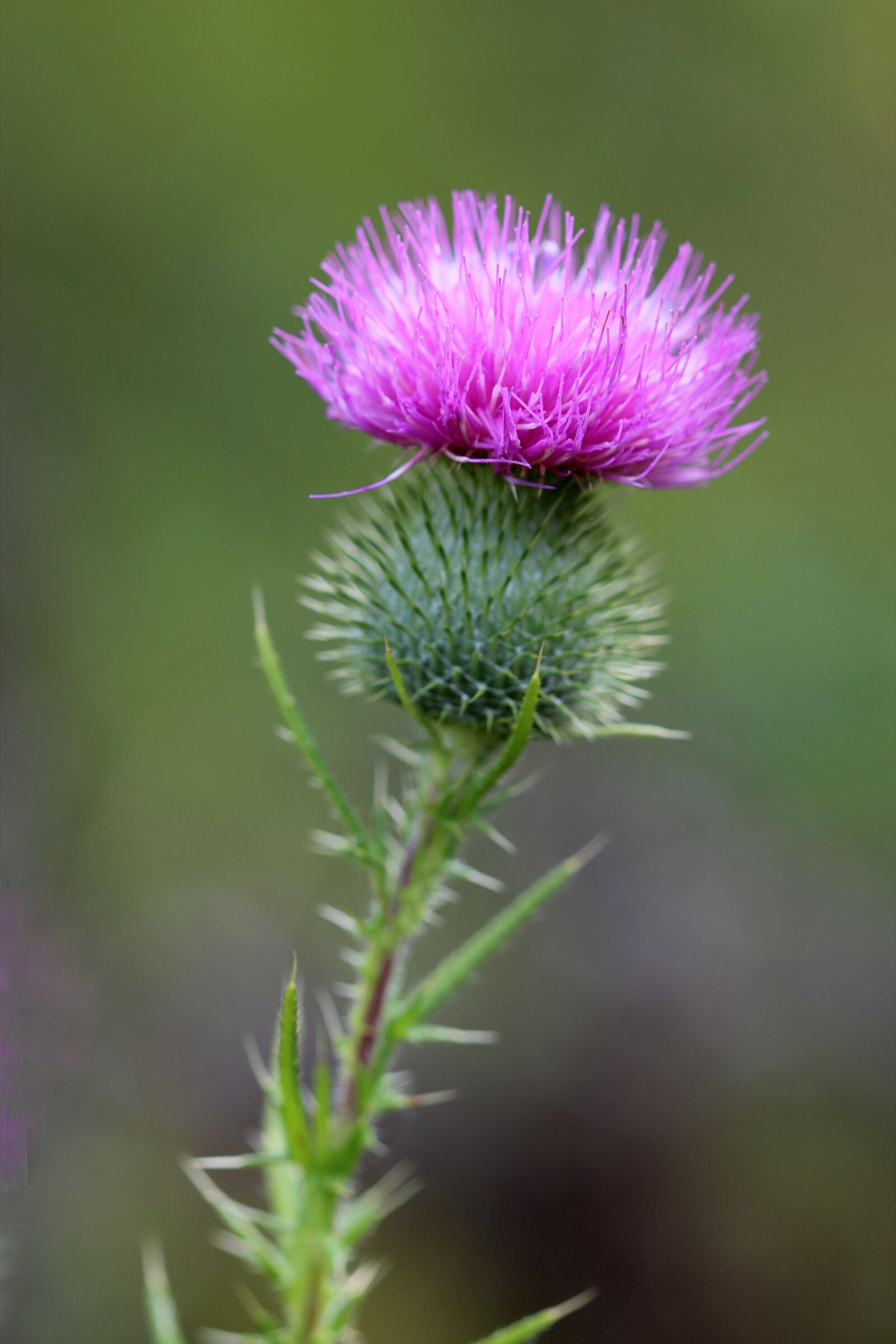 Canon EOS 600D (Rebel EOS T3i / EOS Kiss X5) + Canon EF 100mm F2.8 Macro USM sample photo. Thistle, weed, plant photography
