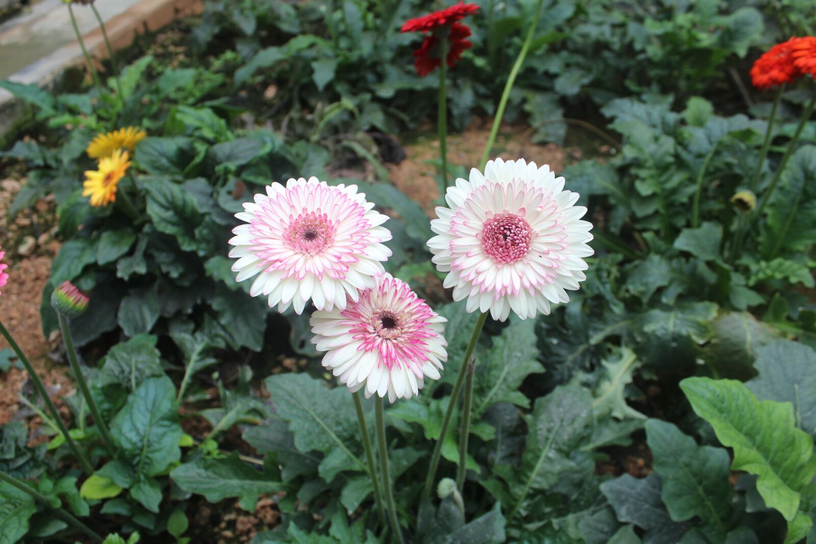 Canon EOS 1300D (EOS Rebel T6 / EOS Kiss X80) sample photo. Flower, flora, nature photography