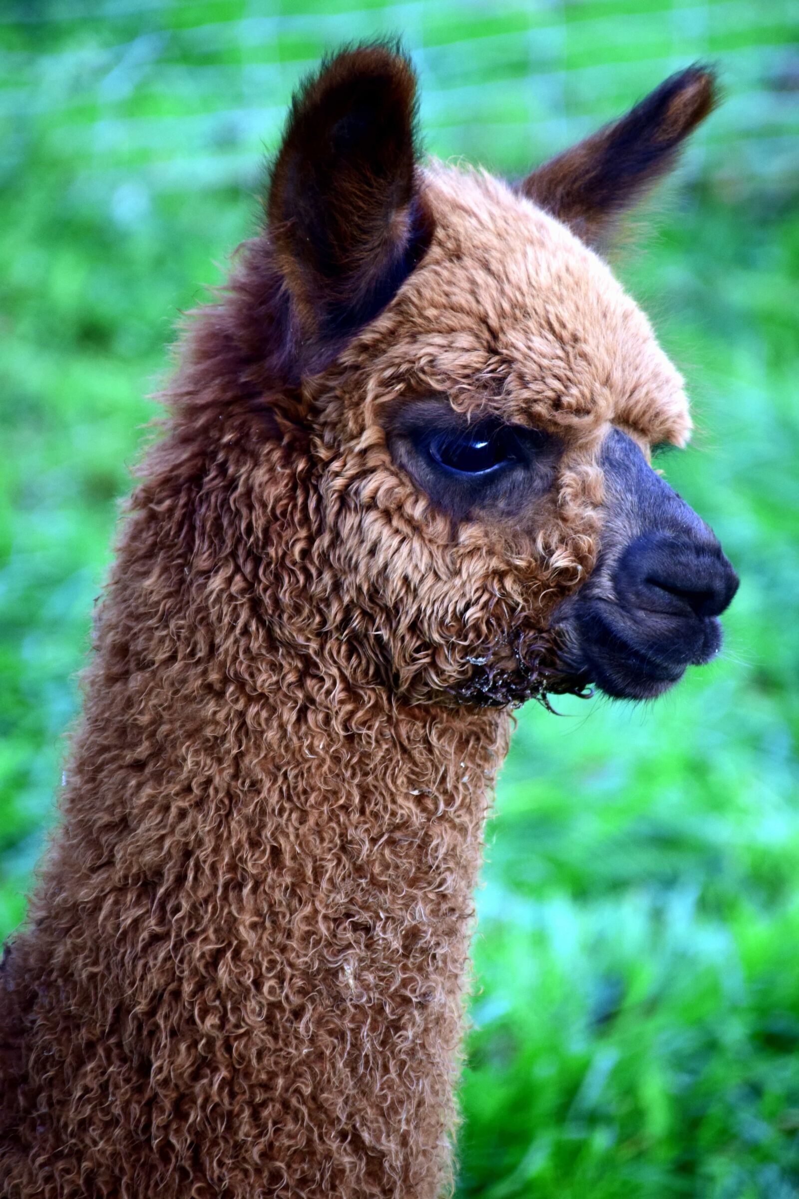 Nikon D3300 sample photo. Cute, portrait, llama, animal photography