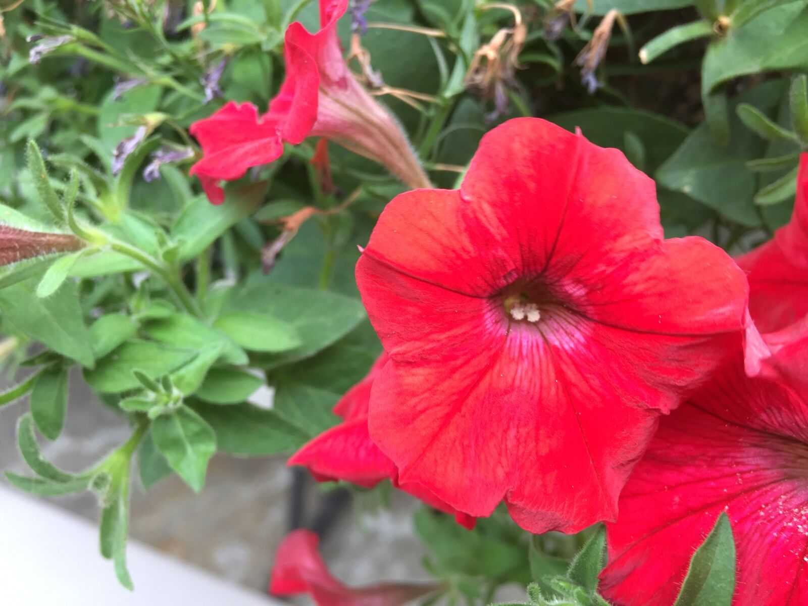 iPhone 6 back camera 4.15mm f/2.2 sample photo