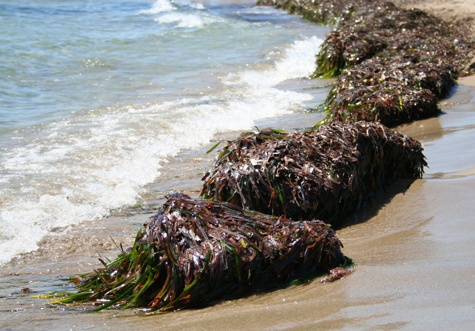 Canon EOS 350D (EOS Digital Rebel XT / EOS Kiss Digital N) sample photo. Seaweed, sea, mediterranean photography