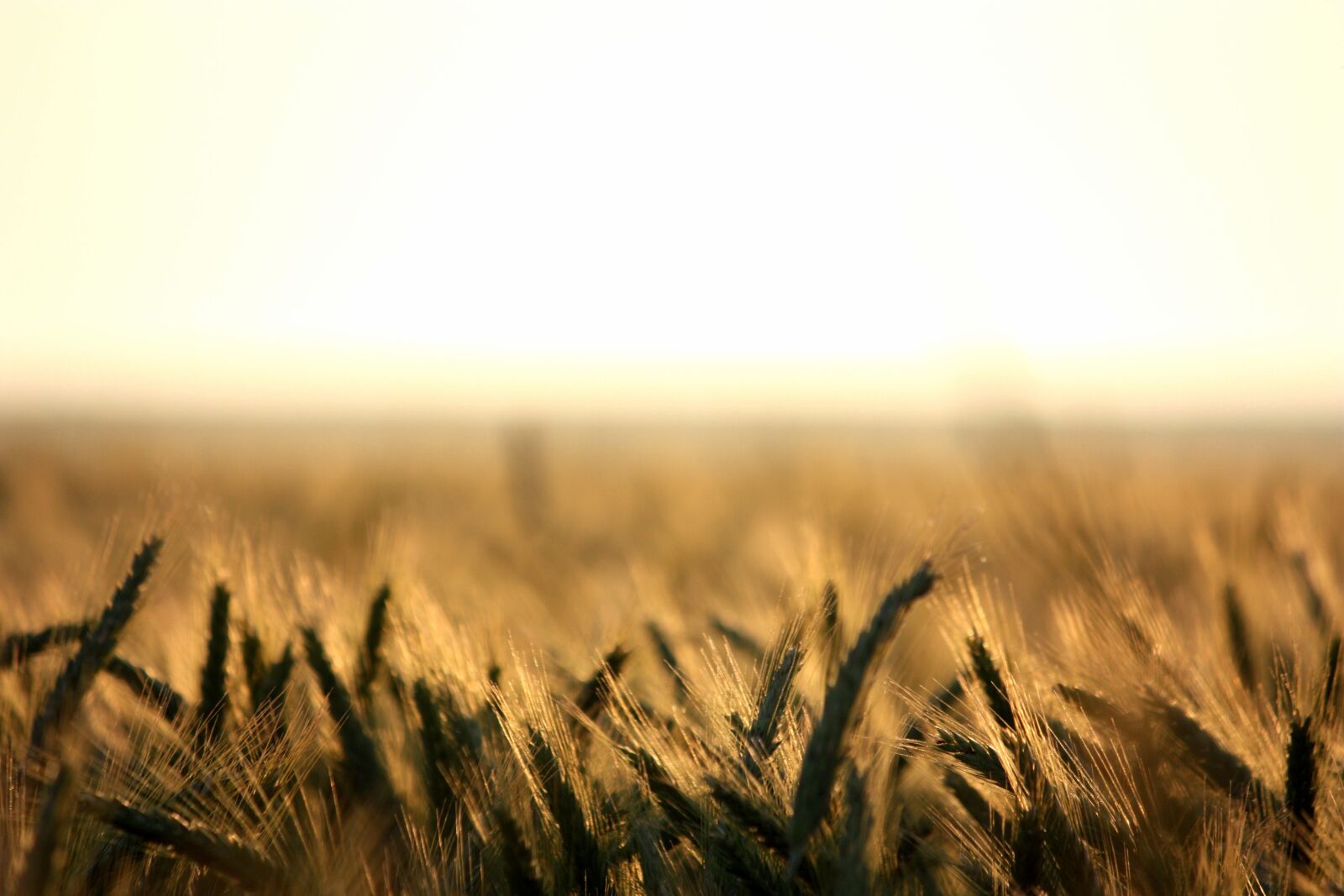 Canon EOS 450D (EOS Rebel XSi / EOS Kiss X2) sample photo. Wheat, cereals, field photography