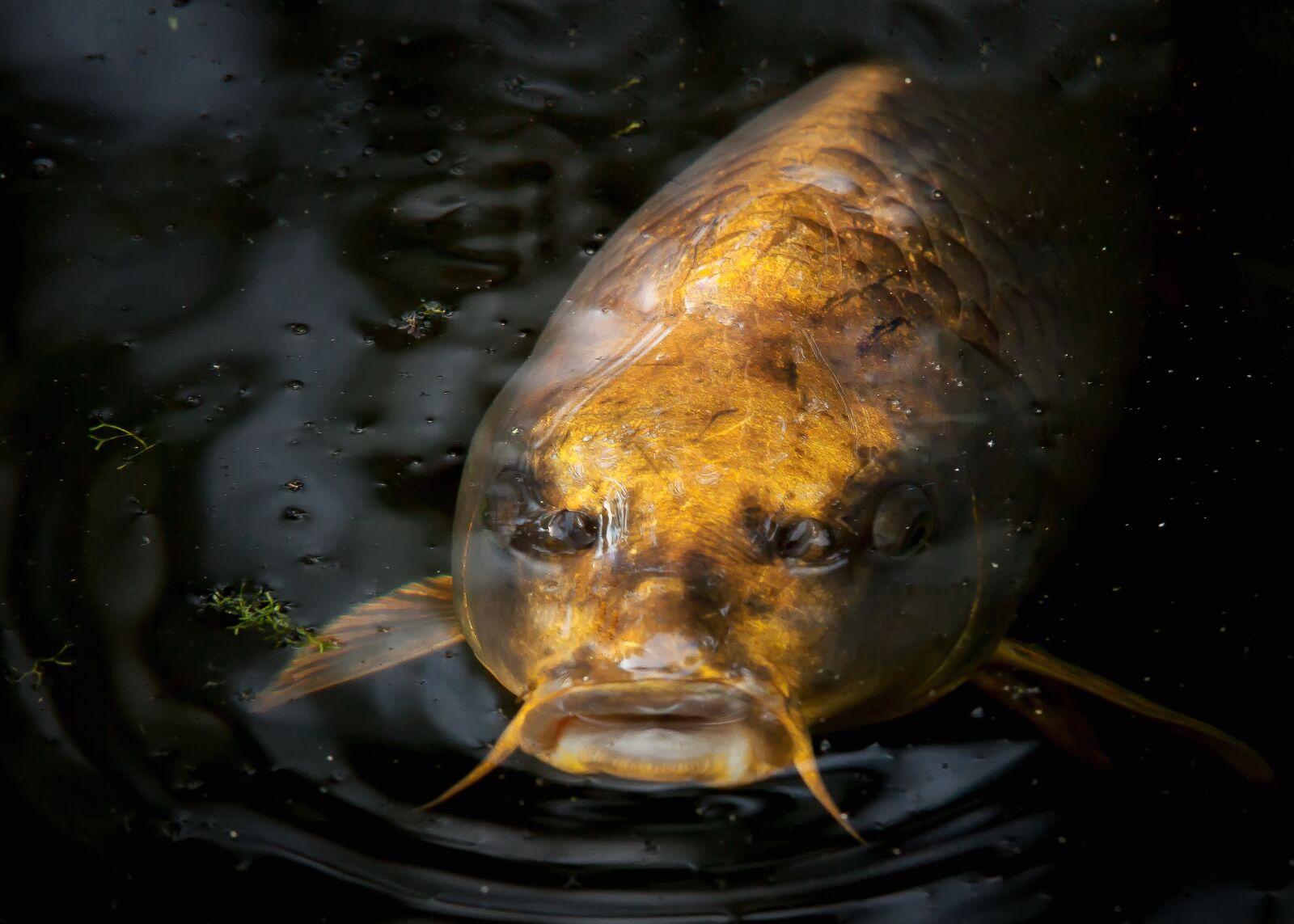 Canon EOS 50D sample photo. Fish, carp, pond photography
