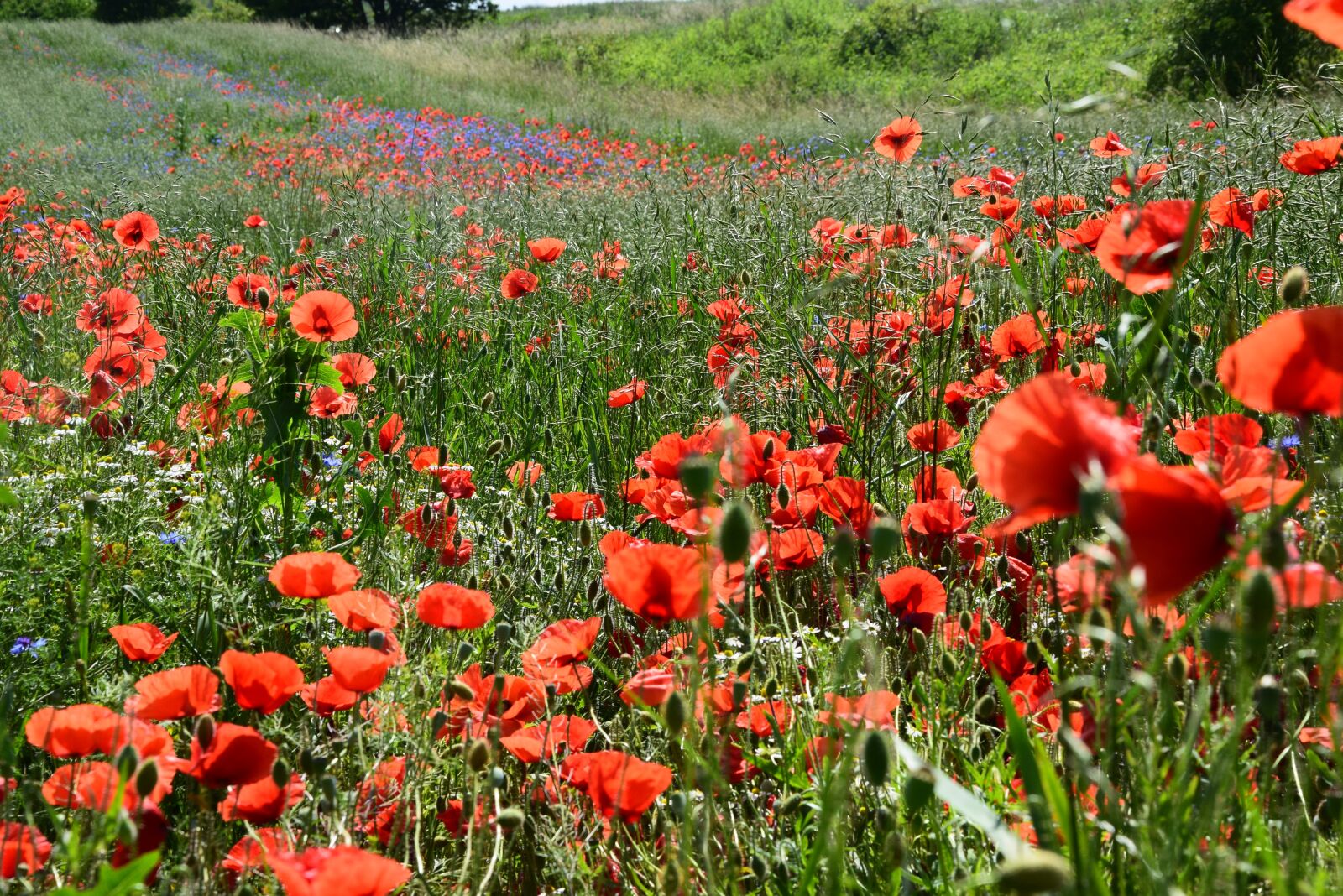 Nikon D5300 sample photo. Poppies, meadow, field photography