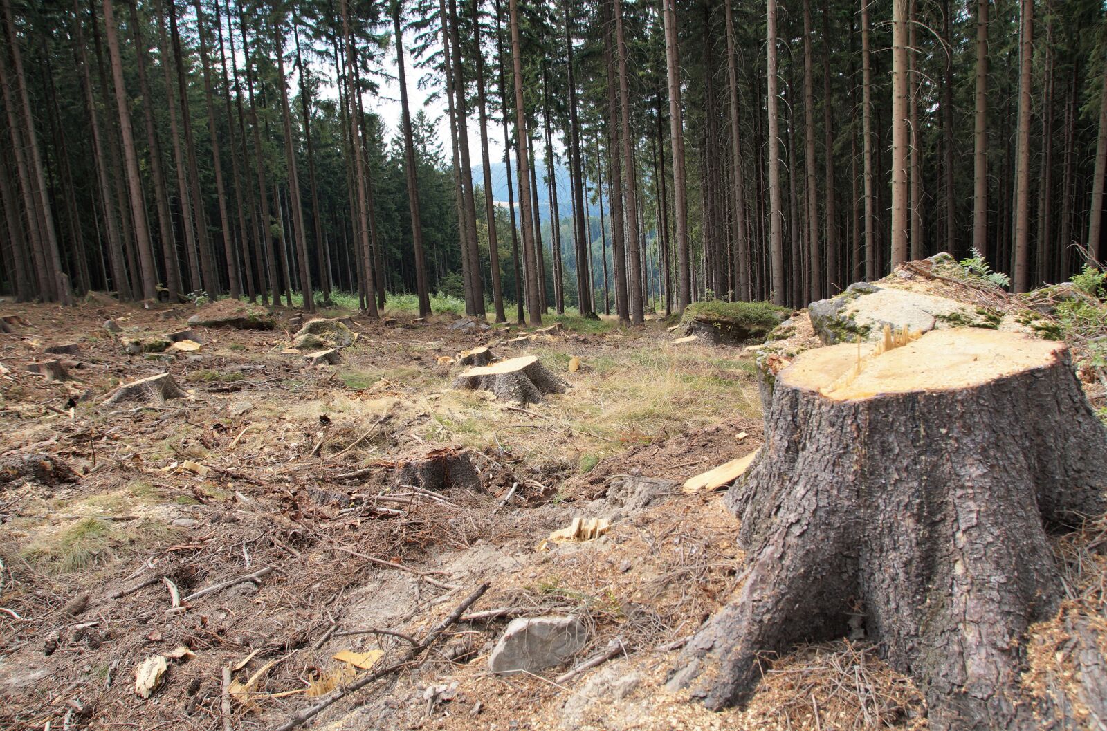 Sony SLT-A58 sample photo. Stump, tree, felled photography