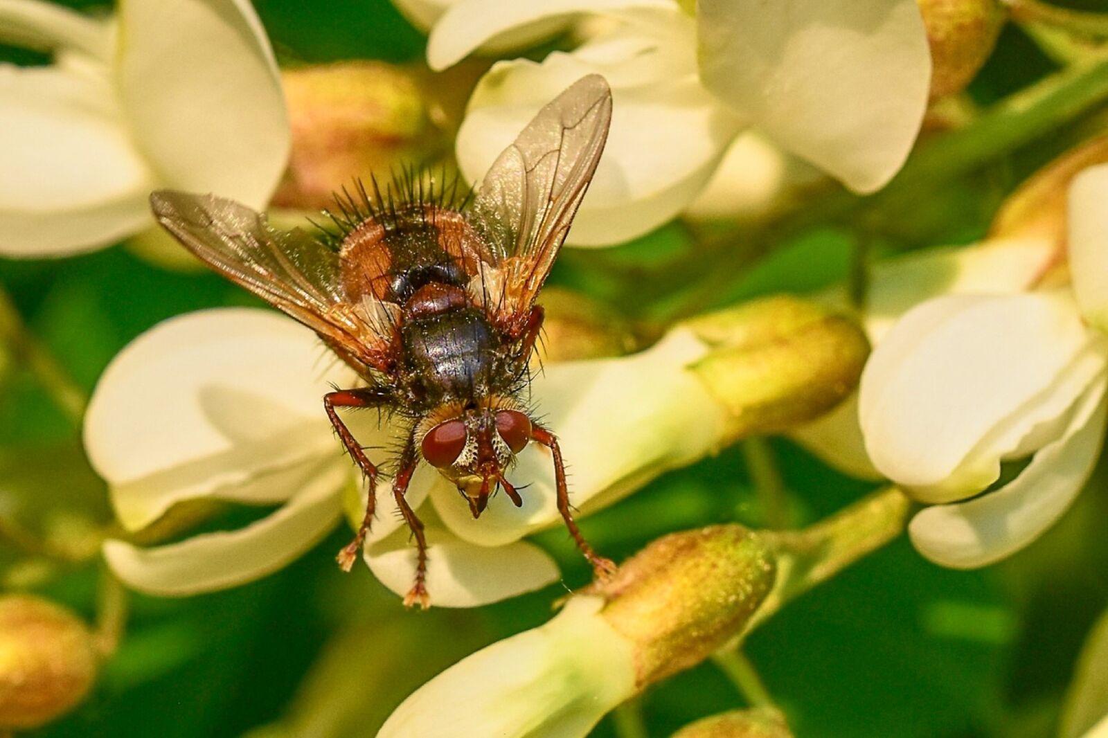 Nikon D5500 sample photo. Insect, fly, nature photography
