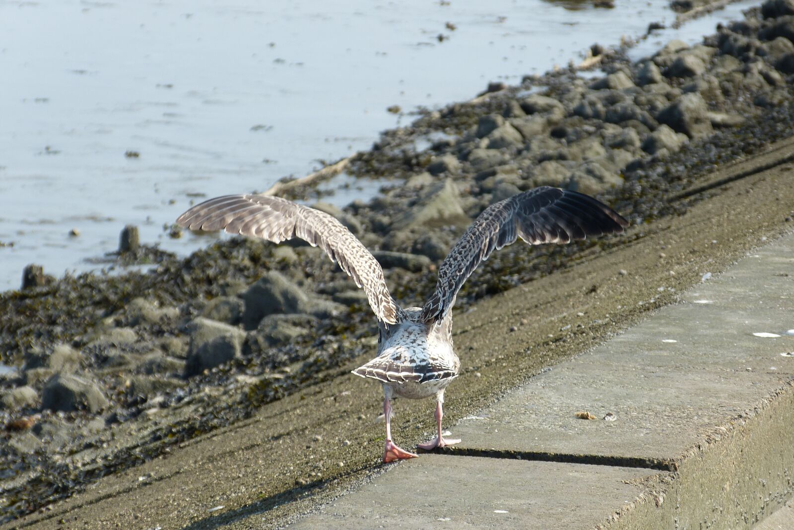 Panasonic Lumix DMC-FZ150 sample photo. East frisia, sea, gull photography