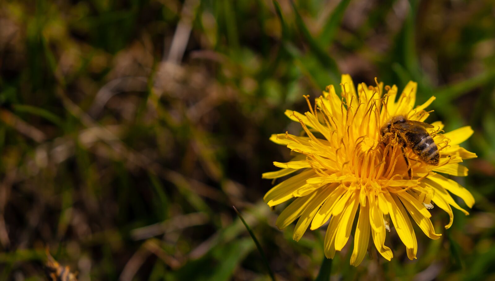 Canon EOS 5D Mark II sample photo. Pollen on bee, bee photography