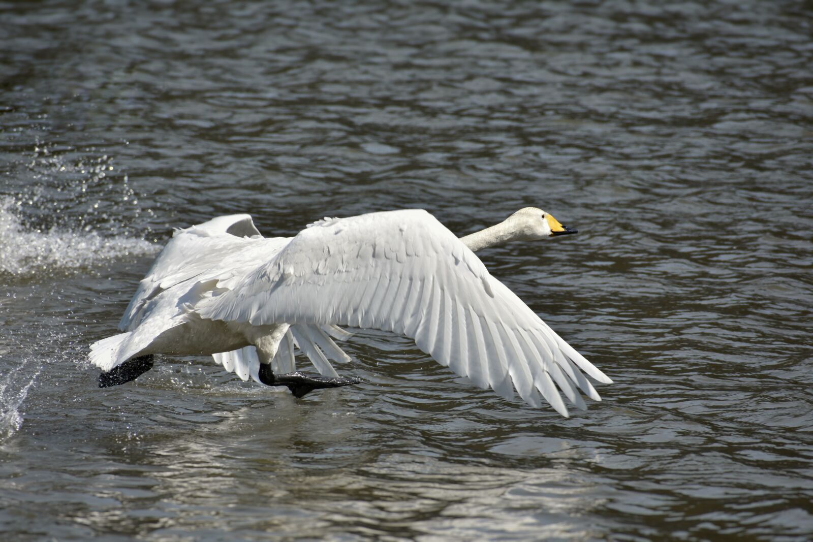 Nikon D7200 sample photo. Animal, lake, waterside photography
