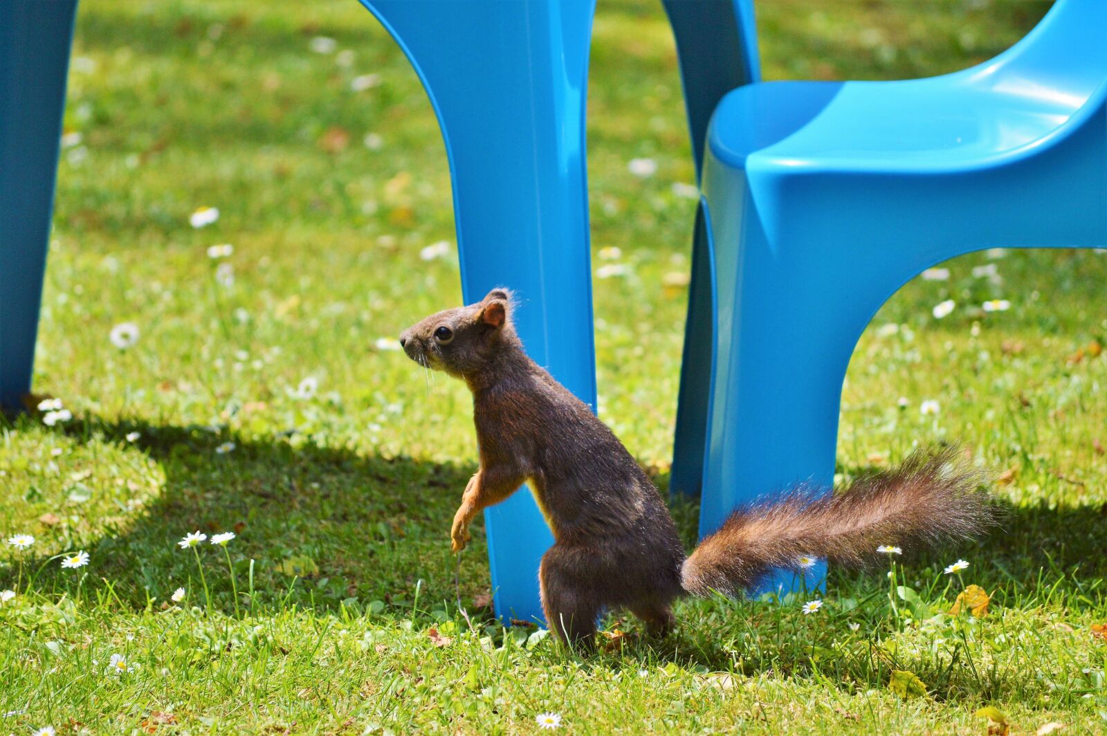 Nikon D3200 sample photo. Squirrel, nager, rodent photography
