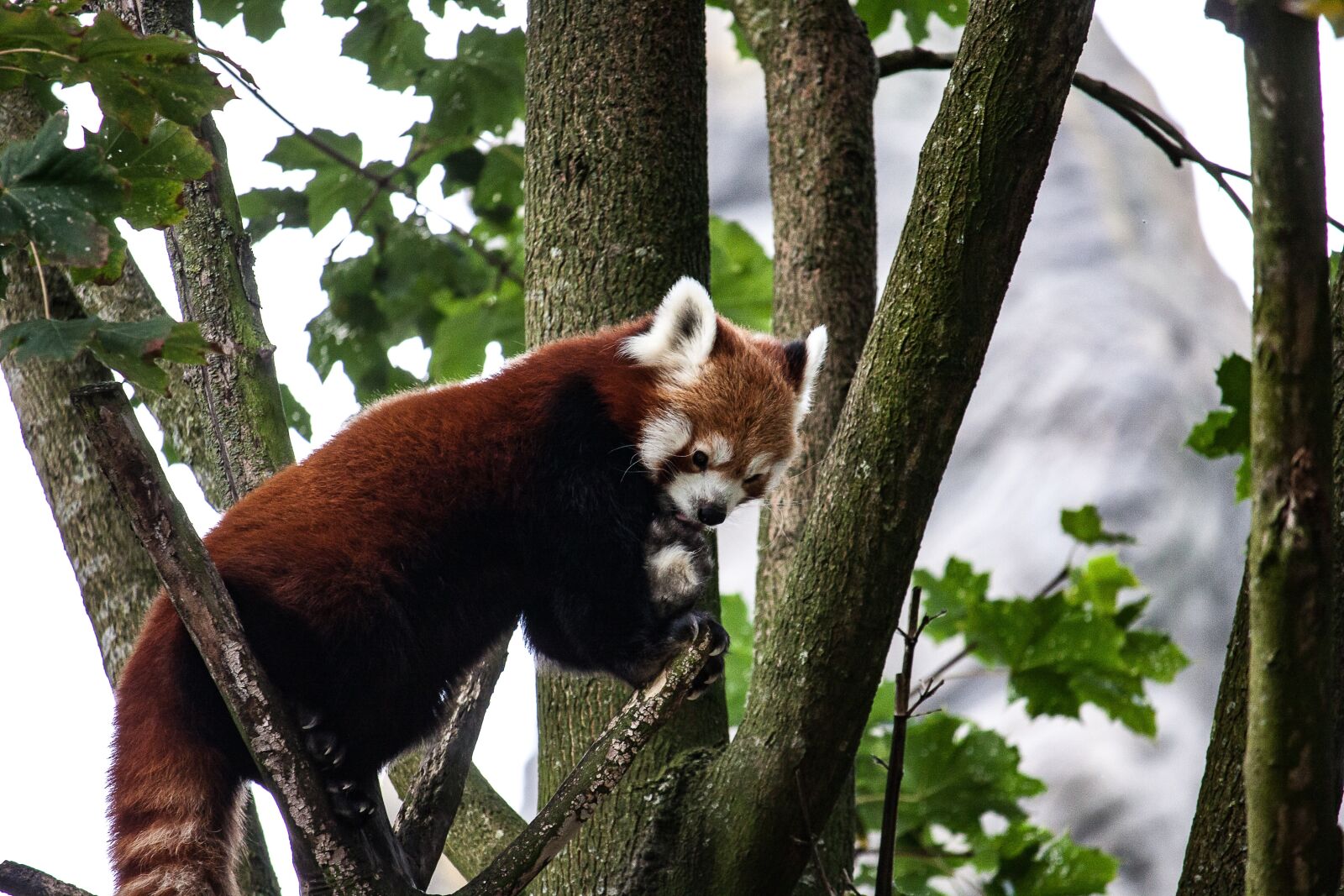 Canon EOS 50D sample photo. Panda, animal, tree photography