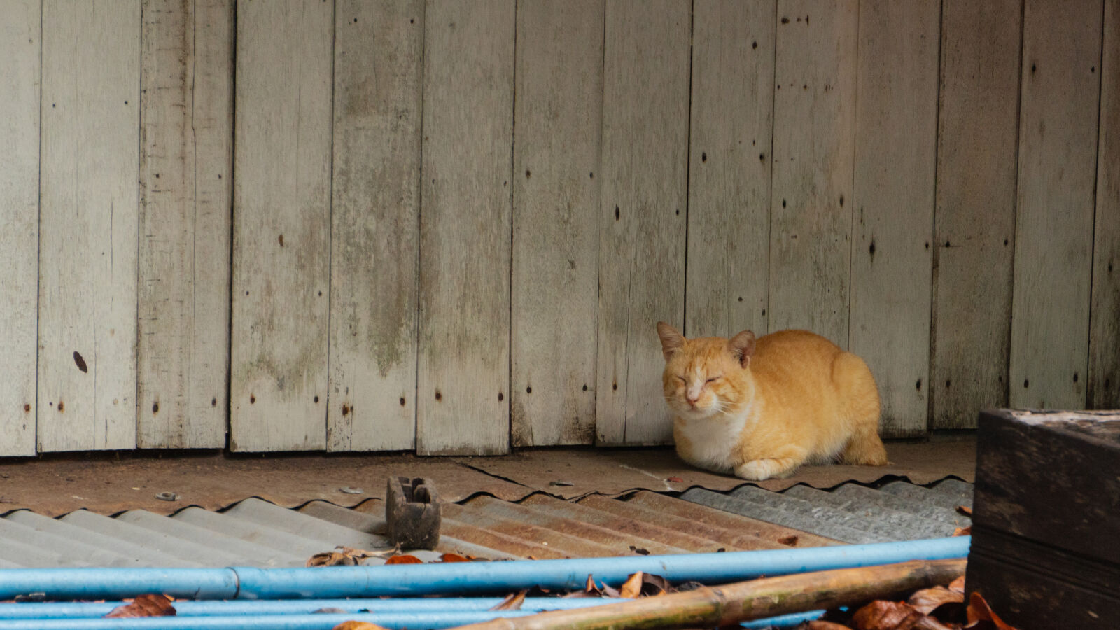 Sony ZV-E10 sample photo