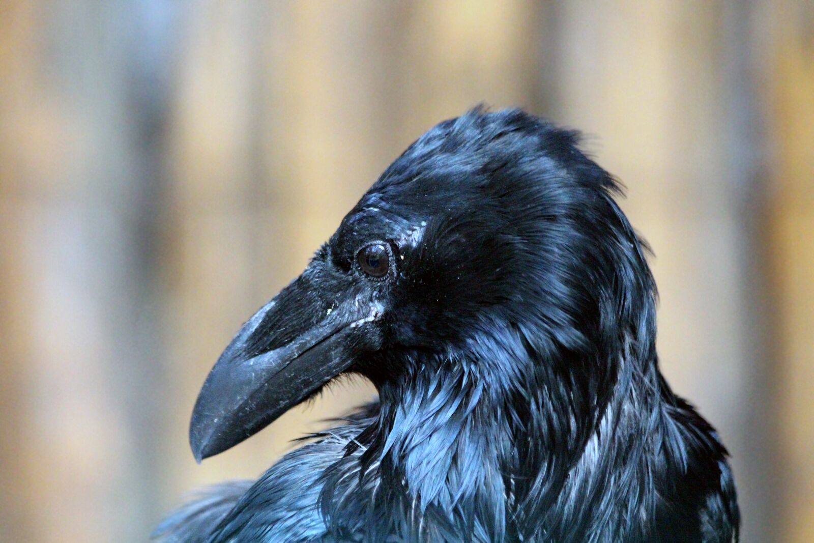 Canon EOS 650D (EOS Rebel T4i / EOS Kiss X6i) sample photo. Raven, corvus corax, young photography