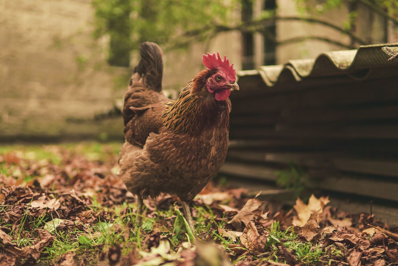 Sony a6500 sample photo. The hen, eggs, poultry photography