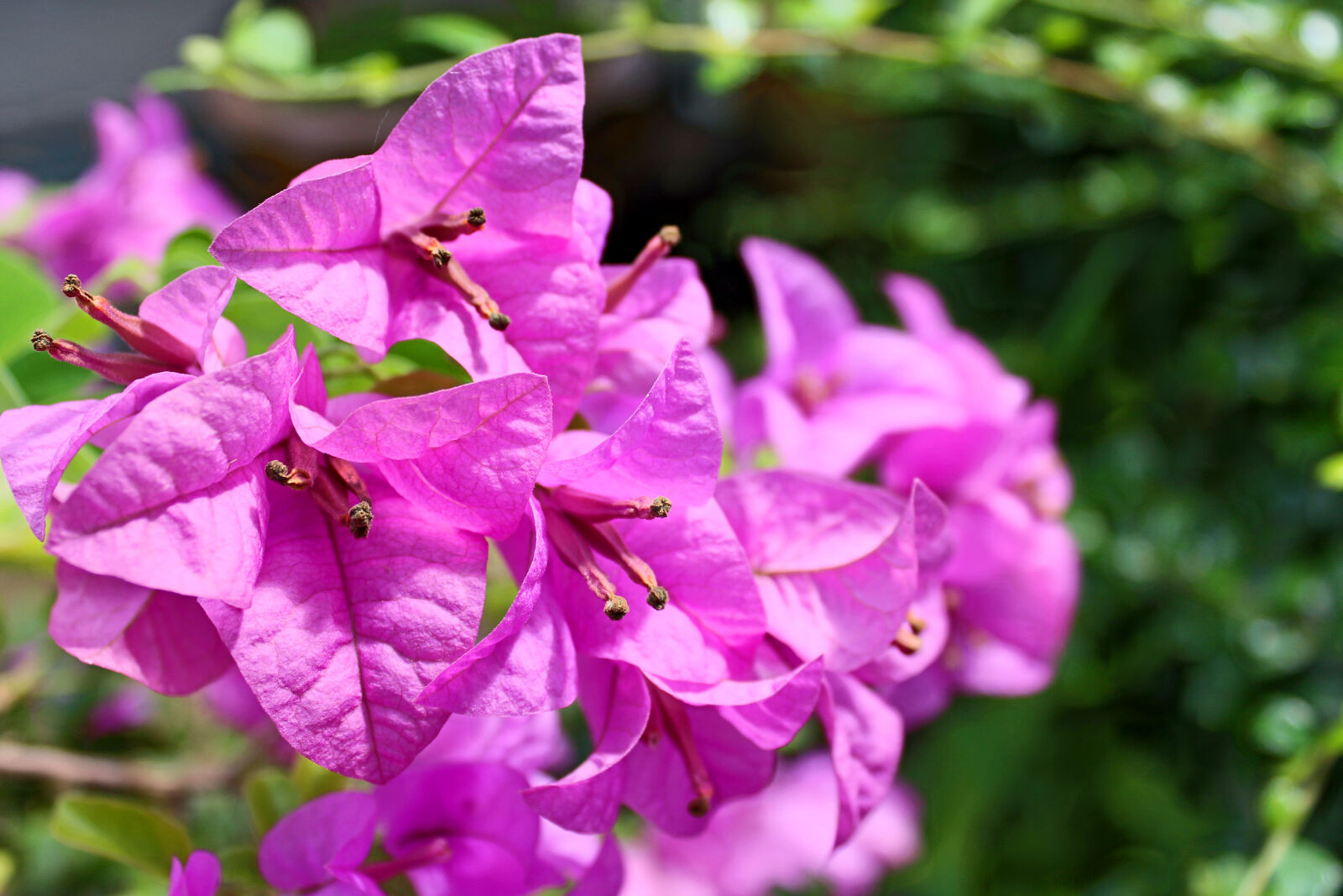Canon EOS 650D (EOS Rebel T4i / EOS Kiss X6i) sample photo. Bloom, blooming, blossom, blur photography