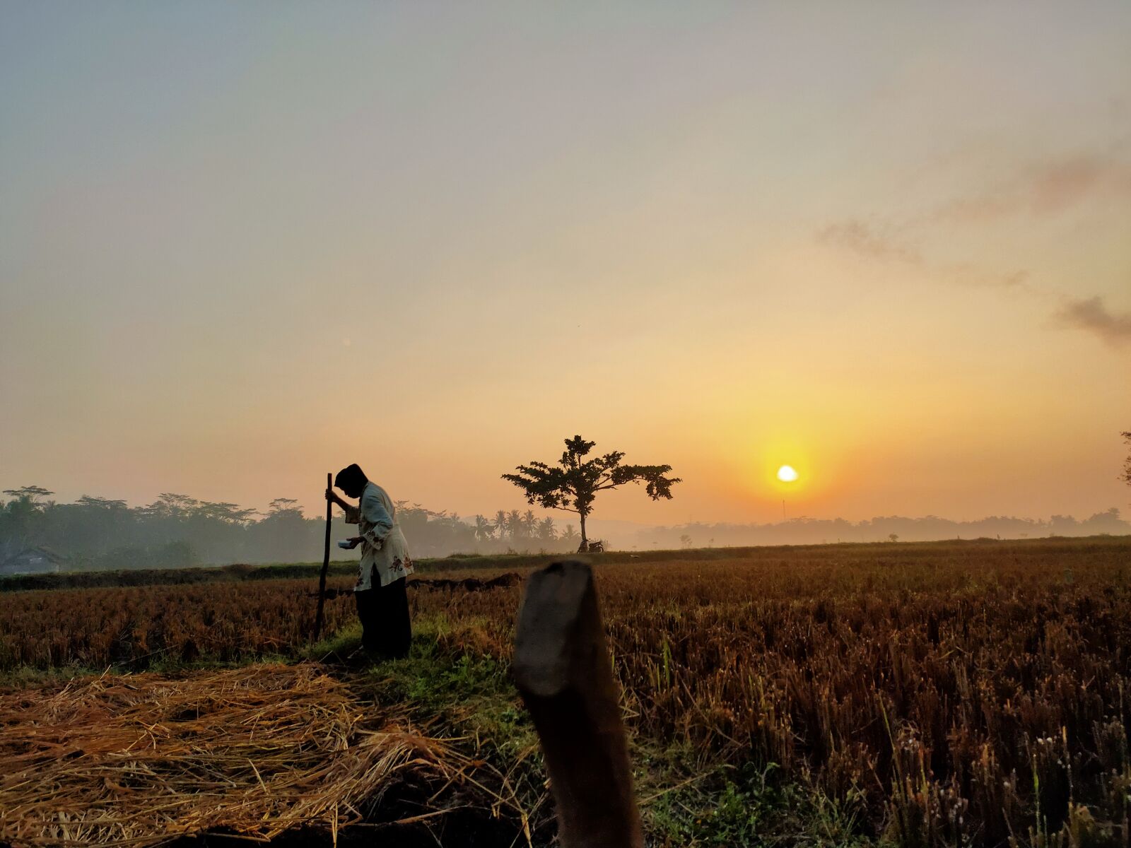 Realme 5 PRO sample photo. Farmer, field, planting photography