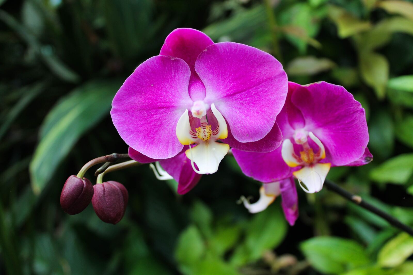 Canon EOS 1100D (EOS Rebel T3 / EOS Kiss X50) sample photo. Flowers, leaves, leaf photography