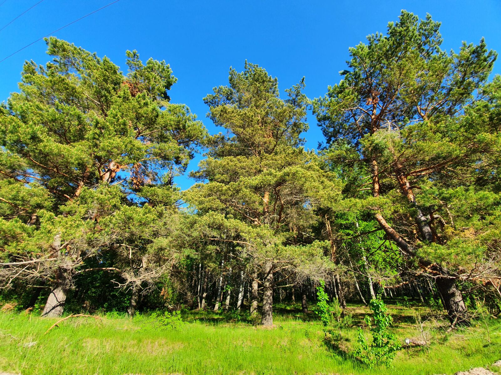 Samsung Galaxy S10 sample photo. Forest, pine, summer photography