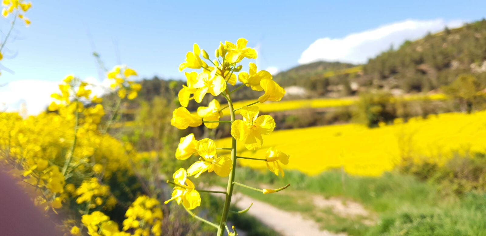 Samsung Galaxy S9 sample photo. Nature, yellow, walk photography