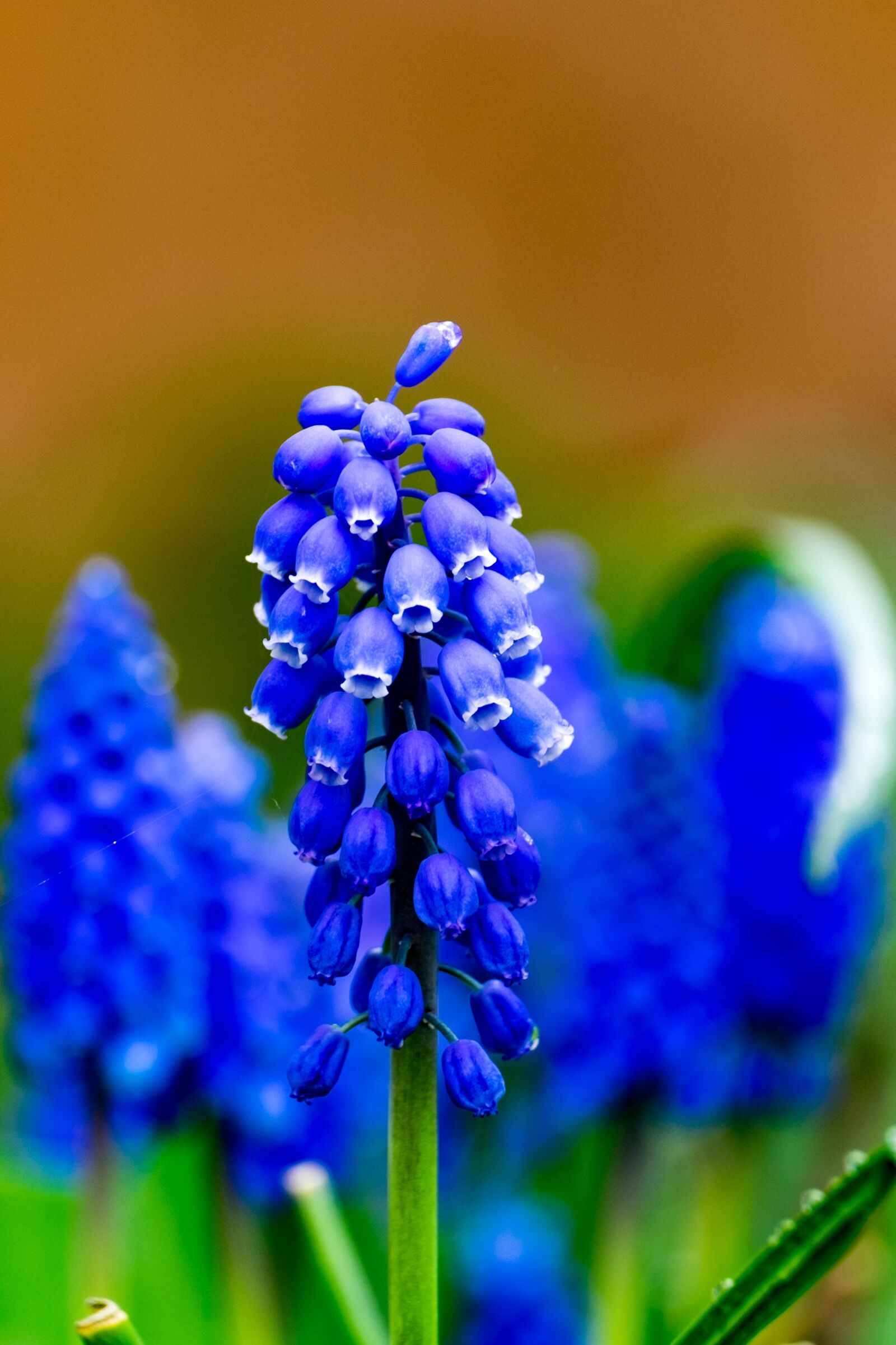 Fujifilm XF 55-200mm F3.5-4.8 R LM OIS sample photo. Szafirek, flower, spring photography
