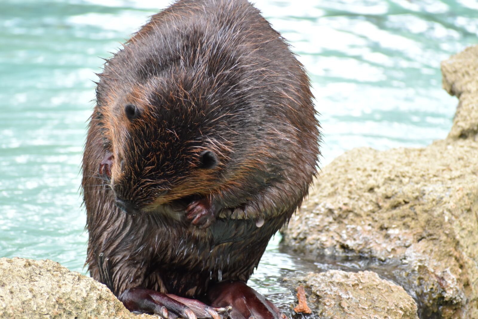 Nikon D5600 sample photo. Beaver, zoo, animal photography