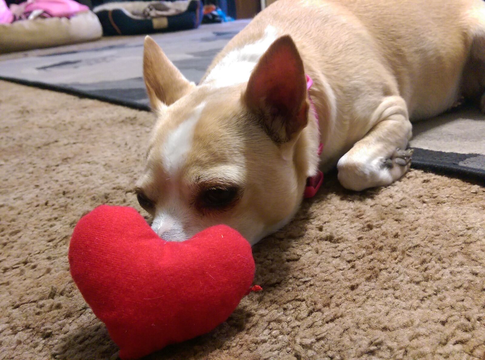 HTC ONE M8 sample photo. Chihuahua, heart, love, roxi photography