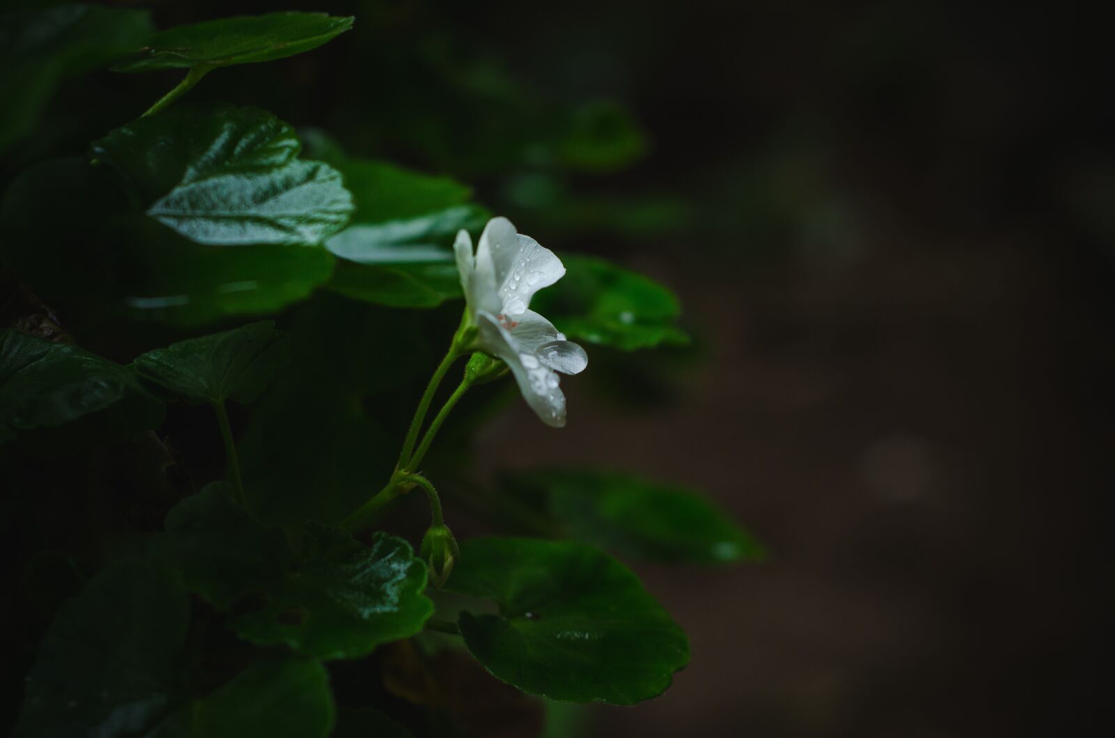 Nikon D7000 sample photo. Flower, white, rain photography