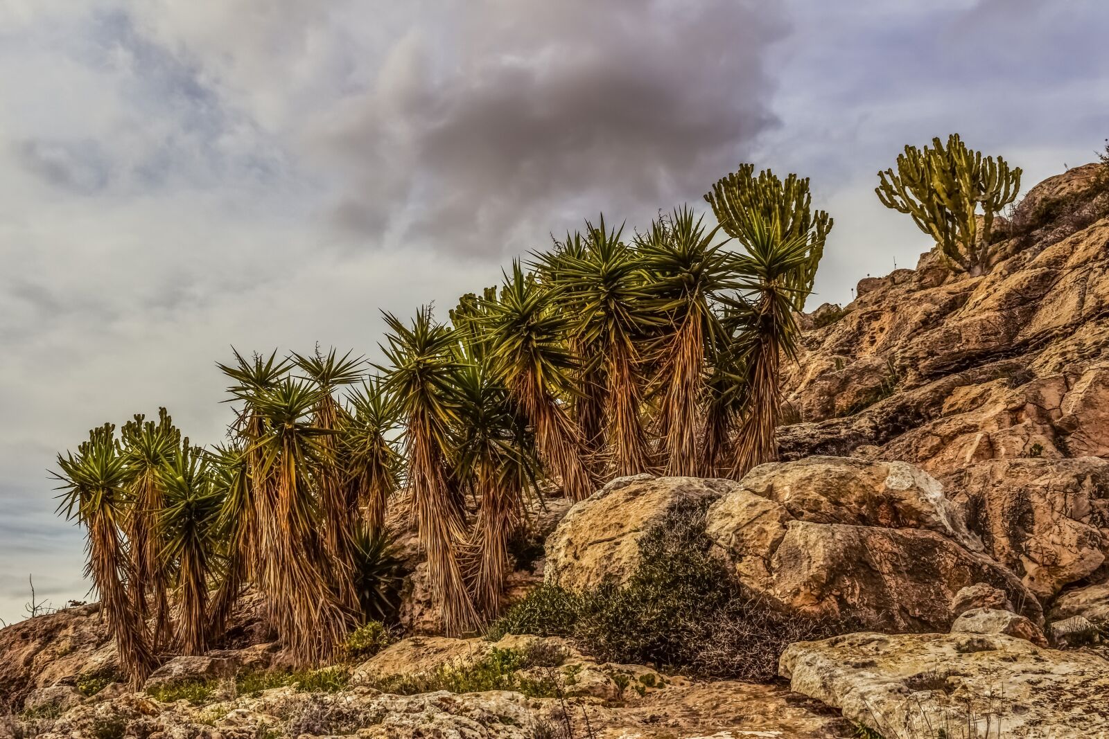 Nikon D3300 sample photo. Cliff, rock, cactus photography