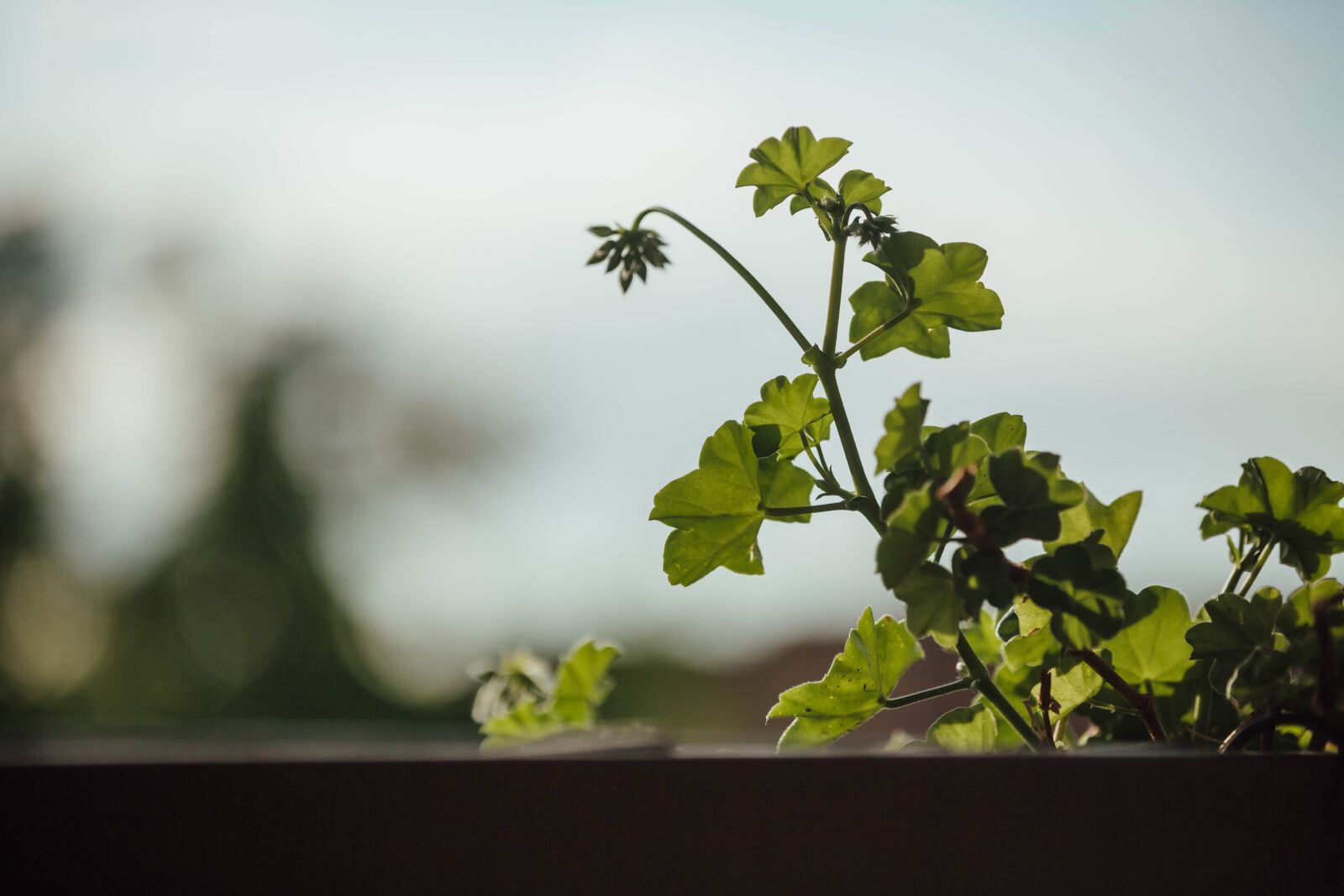 Canon EOS 5D Mark III sample photo. Balcony, flowerpot, green leaf photography
