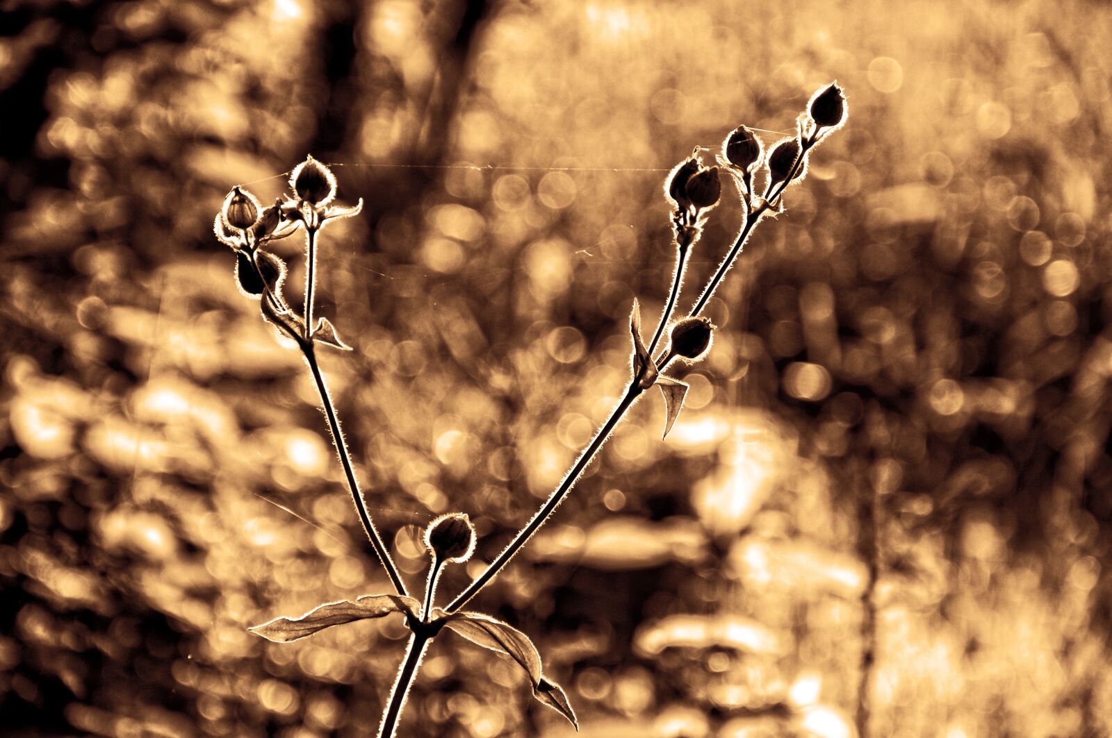 Nikon D90 sample photo. Plant, pod, stem photography