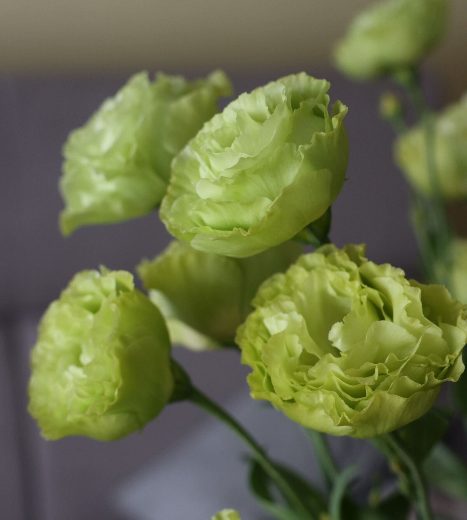 Canon EOS M6 sample photo. Eustoma, flowers, bouquet photography