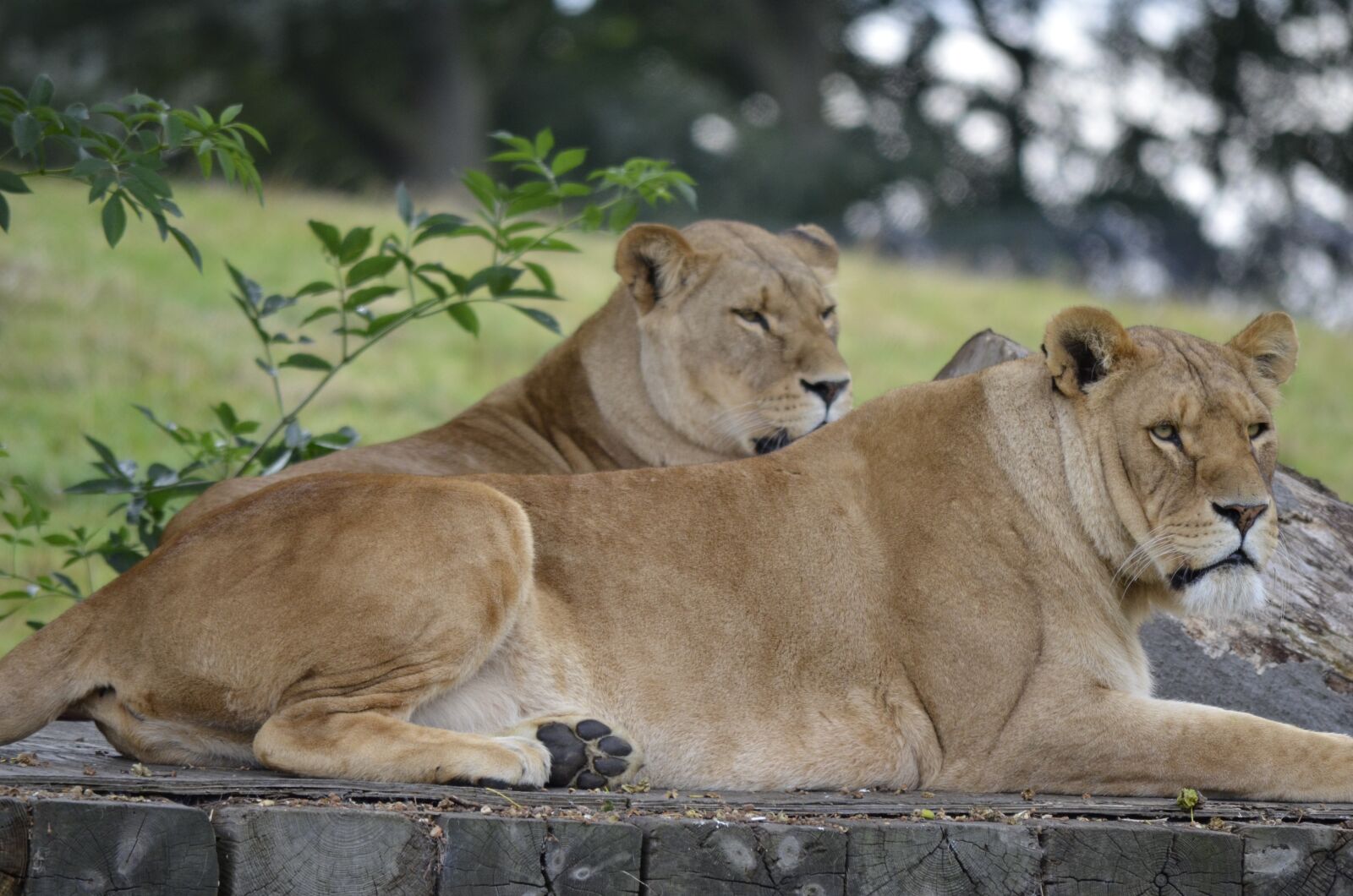 Nikon D7000 sample photo. Lions, safari, wildlife photography