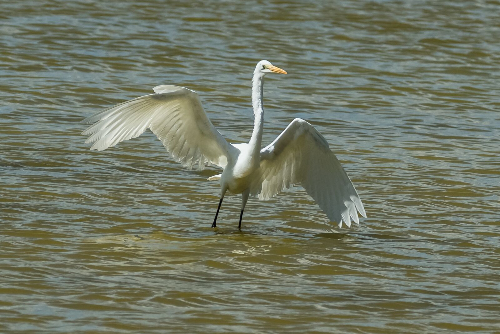 Canon EOS 7D Mark II sample photo. Cuba, cayo santa maria photography