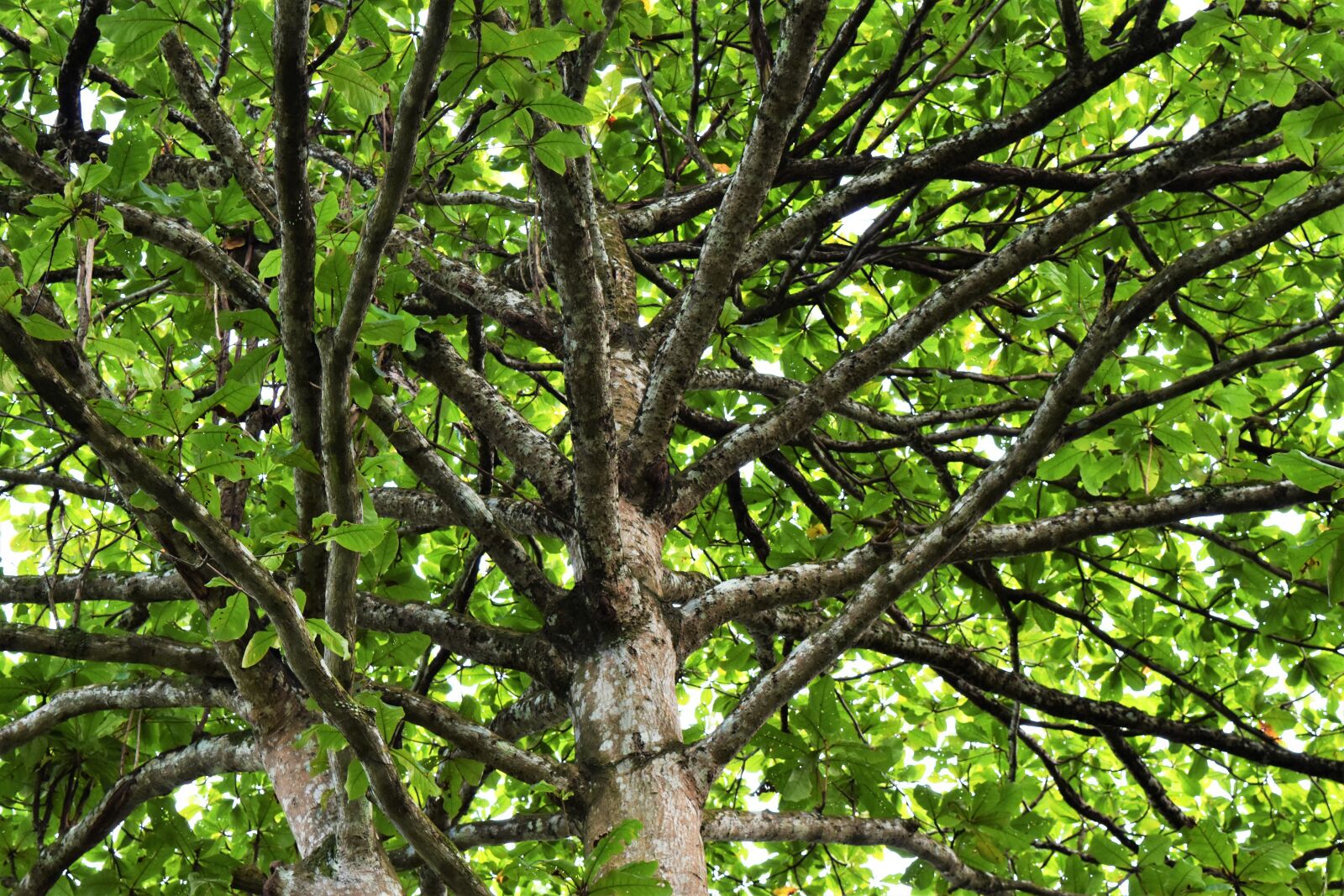 Nikon D5500 sample photo. Landscape, singapore, tree photography