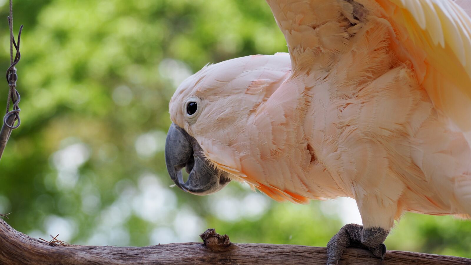Olympus OM-D E-M10 II sample photo. Moluccan, bird, white photography