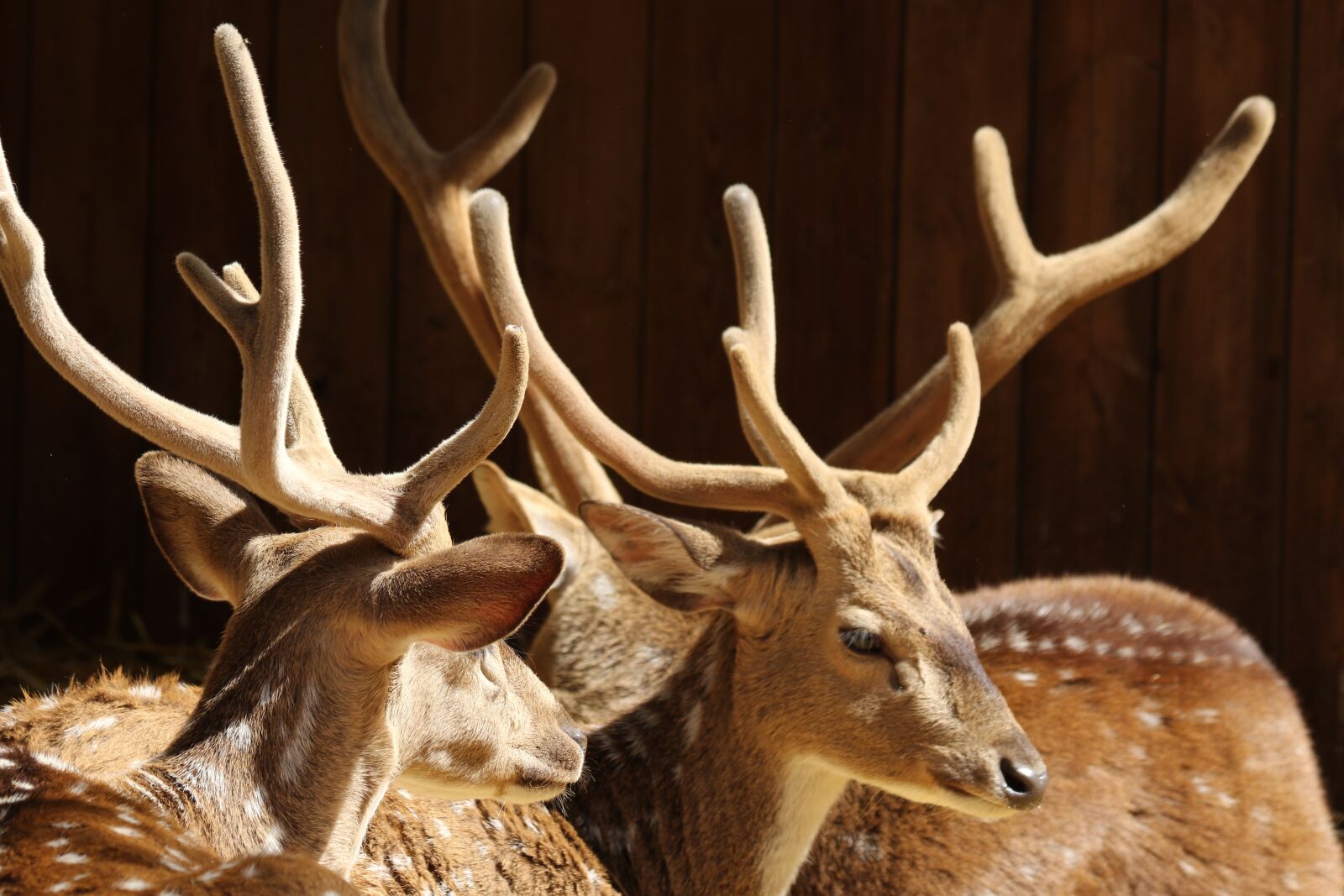 Canon EOS 7D Mark II sample photo. Animals, deer, antlers photography