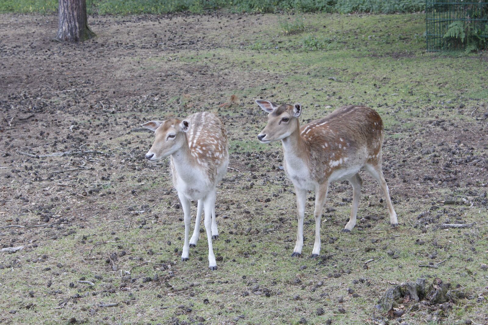 Canon EOS 600D (Rebel EOS T3i / EOS Kiss X5) sample photo. Deer, kitz, nature photography